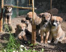REMMY, Hund, Mischlingshund in Italien - Bild 25