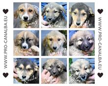 REMMY, Hund, Mischlingshund in Italien - Bild 26