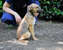 RIHANNA, Hund, Mischlingshund in Italien - Bild 23