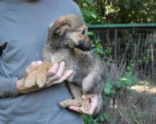 RIHANNA, Hund, Mischlingshund in Italien - Bild 26