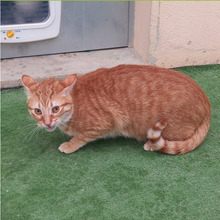 RED, Katze, Europäisch Kurzhaar in Spanien - Bild 3