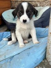 HAPPY, Hund, Mischlingshund in Rumänien - Bild 1