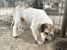 HEIDI, Hund, Mischlingshund in Rumänien - Bild 2