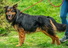 ZÜMI, Hund, Altdeutscher Schäferhund-Mix in Ungarn - Bild 1