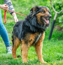 ZÜMI, Hund, Altdeutscher Schäferhund-Mix in Ungarn - Bild 10