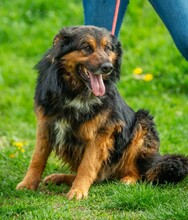 ZÜMI, Hund, Altdeutscher Schäferhund-Mix in Ungarn - Bild 11