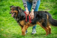 ZÜMI, Hund, Altdeutscher Schäferhund-Mix in Ungarn - Bild 12