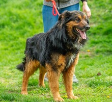 ZÜMI, Hund, Altdeutscher Schäferhund-Mix in Ungarn - Bild 13