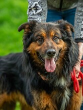 ZÜMI, Hund, Altdeutscher Schäferhund-Mix in Ungarn - Bild 14