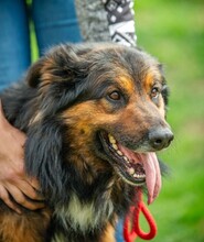 ZÜMI, Hund, Altdeutscher Schäferhund-Mix in Ungarn - Bild 15