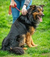 ZÜMI, Hund, Altdeutscher Schäferhund-Mix in Ungarn - Bild 2