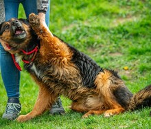 ZÜMI, Hund, Altdeutscher Schäferhund-Mix in Ungarn - Bild 3