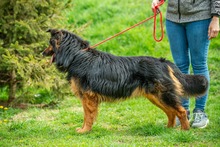 ZÜMI, Hund, Altdeutscher Schäferhund-Mix in Ungarn - Bild 4