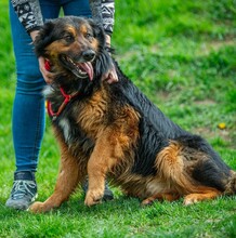 ZÜMI, Hund, Altdeutscher Schäferhund-Mix in Ungarn - Bild 5