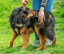 ZÜMI, Hund, Altdeutscher Schäferhund-Mix in Ungarn - Bild 6