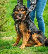 ZÜMI, Hund, Altdeutscher Schäferhund-Mix in Ungarn - Bild 7