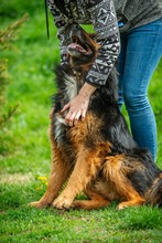 ZÜMI, Hund, Altdeutscher Schäferhund-Mix in Ungarn - Bild 8