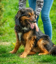 ZÜMI, Hund, Altdeutscher Schäferhund-Mix in Ungarn - Bild 9