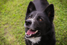 ANELA, Hund, Mischlingshund in Kroatien - Bild 1