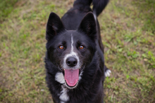 ANELA, Hund, Mischlingshund in Kroatien - Bild 3