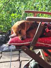 NOUGAT, Hund, Mischlingshund in Priepert - Bild 11