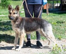 GRETI, Hund, Deutscher Schäferhund-Mix in Schöneck - Bild 2