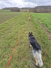 GRETI, Hund, Deutscher Schäferhund-Mix in Schöneck - Bild 4