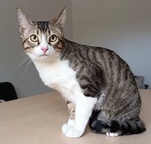 GOMINOLO, Katze, Europäisch Kurzhaar in Spanien - Bild 2