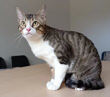 GOMINOLO, Katze, Europäisch Kurzhaar in Spanien - Bild 4