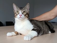 GOMINOLO, Katze, Europäisch Kurzhaar in Spanien - Bild 7