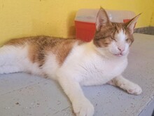 NEYLA, Katze, Hauskatze in Türkei - Bild 4