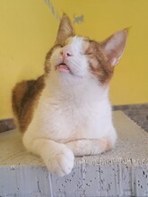 NEYLA, Katze, Hauskatze in Düsseldorf