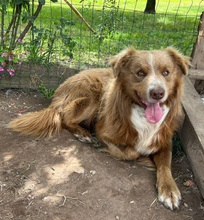 ROCKY, Hund, Australian Shepherd-Mix in Italien - Bild 1