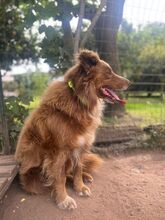 ROCKY, Hund, Australian Shepherd-Mix in Italien - Bild 2