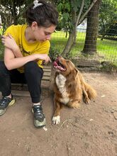 ROCKY, Hund, Australian Shepherd-Mix in Italien - Bild 3