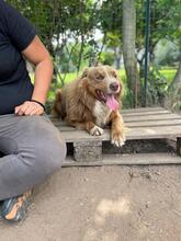 ROCKY, Hund, Australian Shepherd-Mix in Italien - Bild 4