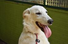 ISANA, Hund, Maremmano-Mix in Italien - Bild 11