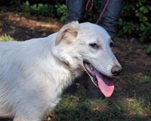 ISANA, Hund, Maremmano-Mix in Italien - Bild 12