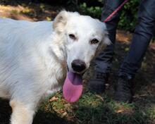 ISANA, Hund, Maremmano-Mix in Italien - Bild 13