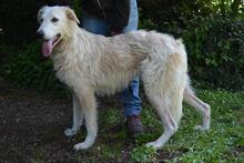 ISANA, Hund, Maremmano-Mix in Italien - Bild 14