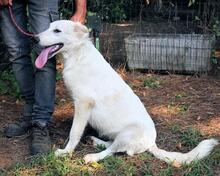ISANA, Hund, Maremmano-Mix in Italien - Bild 15