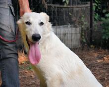 ISANA, Hund, Maremmano-Mix in Italien - Bild 16