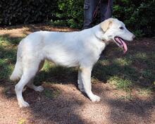 ISANA, Hund, Maremmano-Mix in Italien - Bild 17