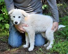 ISANA, Hund, Maremmano-Mix in Italien - Bild 19