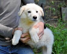 ISANA, Hund, Maremmano-Mix in Italien - Bild 21