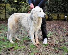 ISAAC, Hund, Maremmano-Mix in Italien - Bild 10