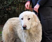 ISAAC, Hund, Maremmano-Mix in Italien - Bild 11