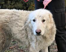 ISAAC, Hund, Maremmano-Mix in Italien - Bild 12