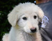 ISAAC, Hund, Maremmano-Mix in Italien - Bild 13
