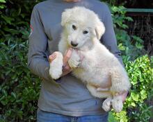 ISAAC, Hund, Maremmano-Mix in Italien - Bild 14